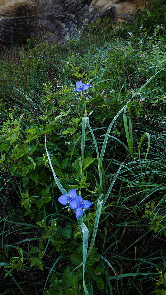 Seirer_170526_4435.jpg