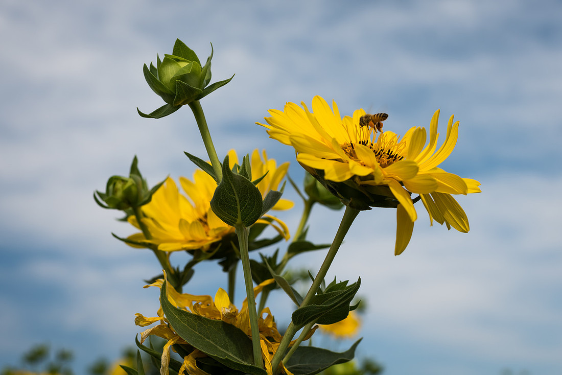 Seirer_170707_8090.jpg