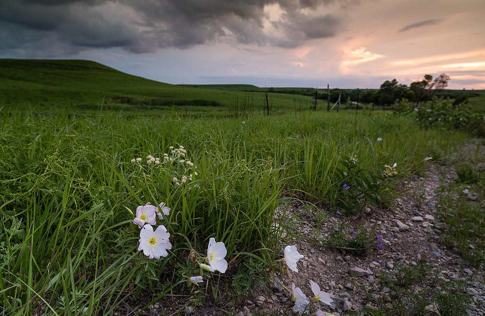 Seirer_170603_4674.jpg