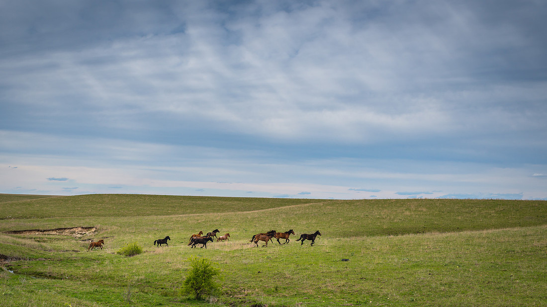 Seirer_170428_6009.jpg