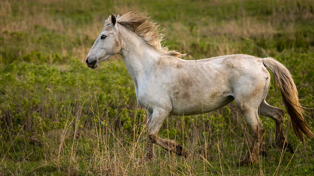Seirer_170428_6028.jpg