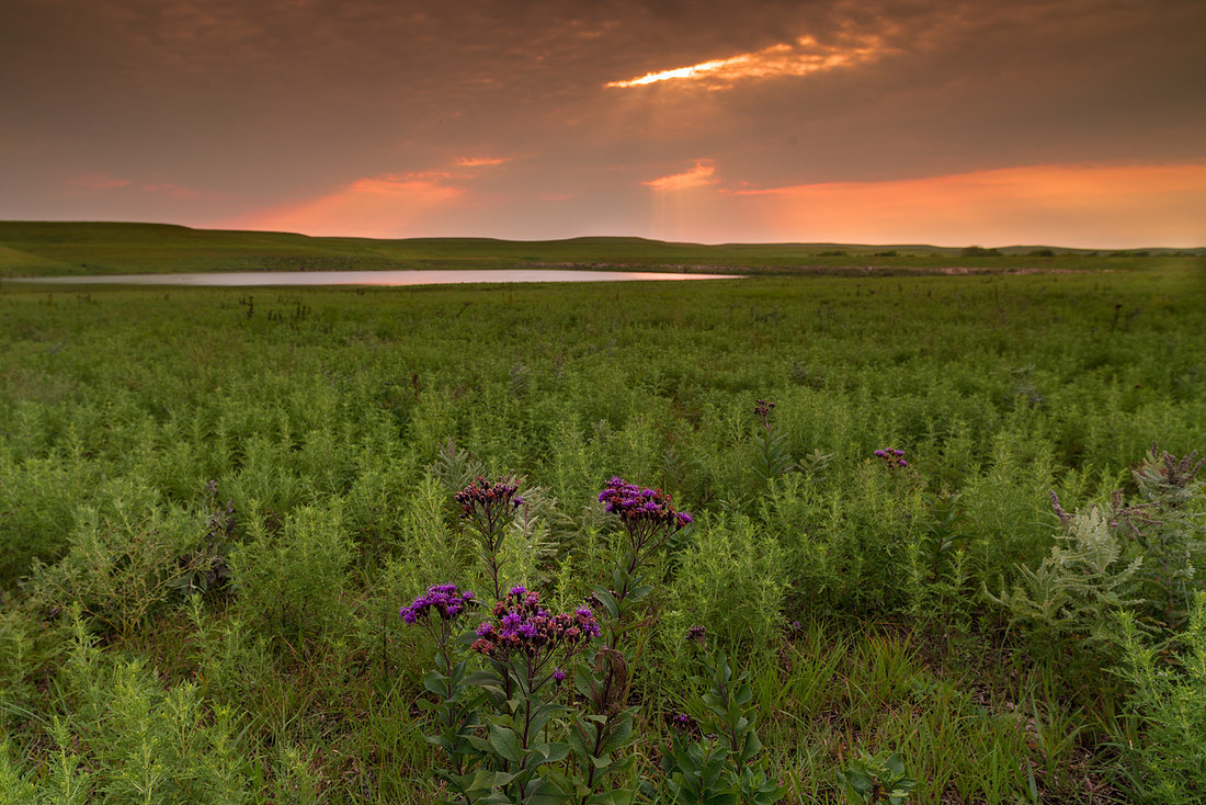 Seirer_170807_6570.jpg
