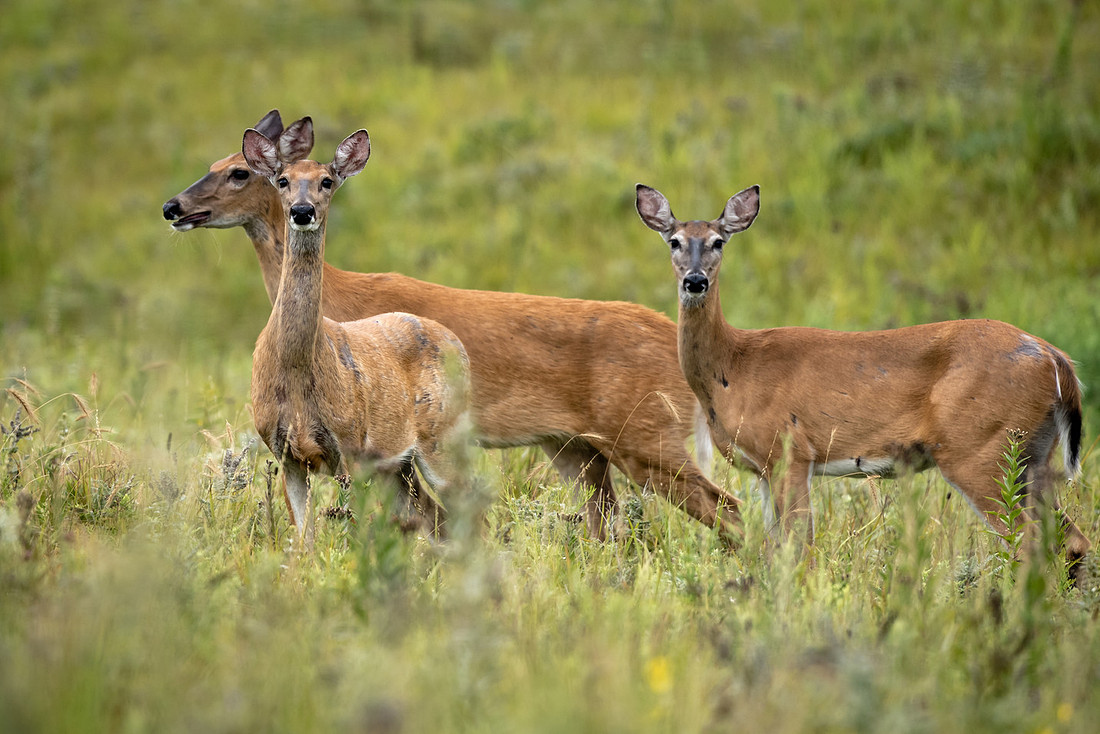 Seirer_170807_7061.jpg
