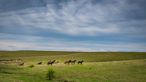 Seirer_170428_6009.jpg