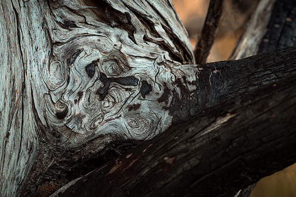 Burned Cedar-2.jpg