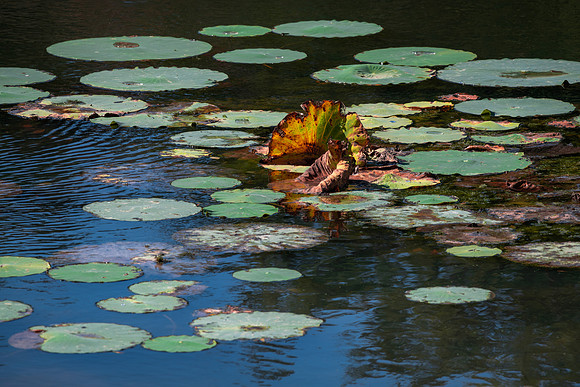 Lily Pads.jpg