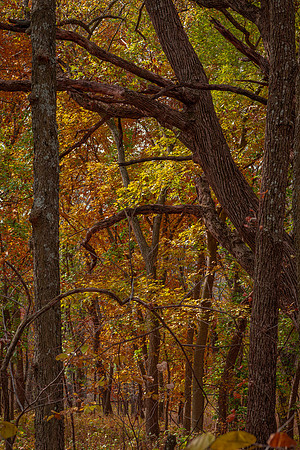 Scott Seirer _ November 04, 2021 _ 122129 _8520526.jpg